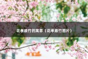 花孝顺竹的寓意（花孝顺竹图片）