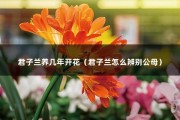 君子兰养几年开花（君子兰怎么辨别公母）