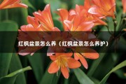 红枫盆景怎么养（红枫盆景怎么养护）