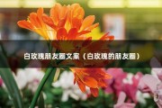 白玫瑰朋友圈文案（白玫瑰的朋友圈）