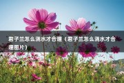 君子兰怎么浇水才合理（君子兰怎么浇水才合理图片）