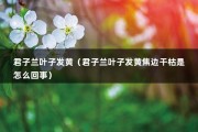 君子兰叶子发黄（君子兰叶子发黄焦边干枯是怎么回事）