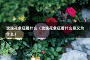 玫瑰花象征着什么（玫瑰花象征着什么意义为什么）