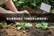 怎么繁殖杜鹃花（杜鹃花怎么繁殖花苗）